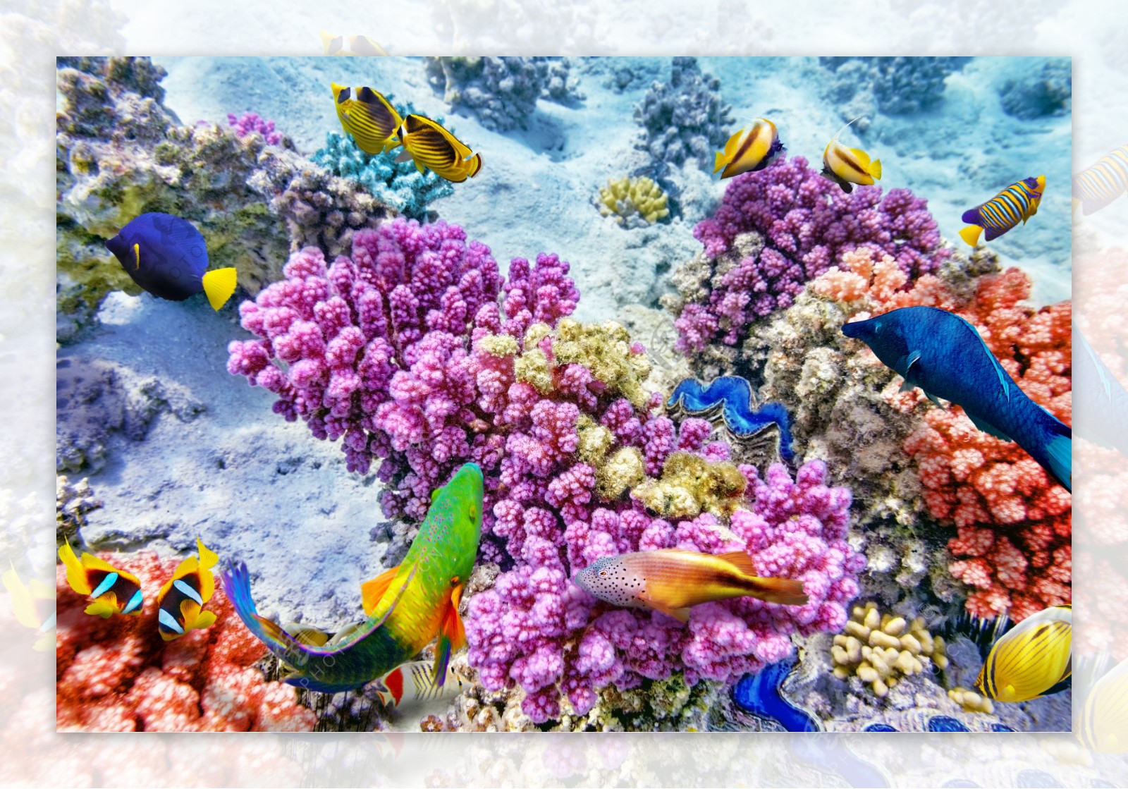 海底鱼群与珊瑚图片
