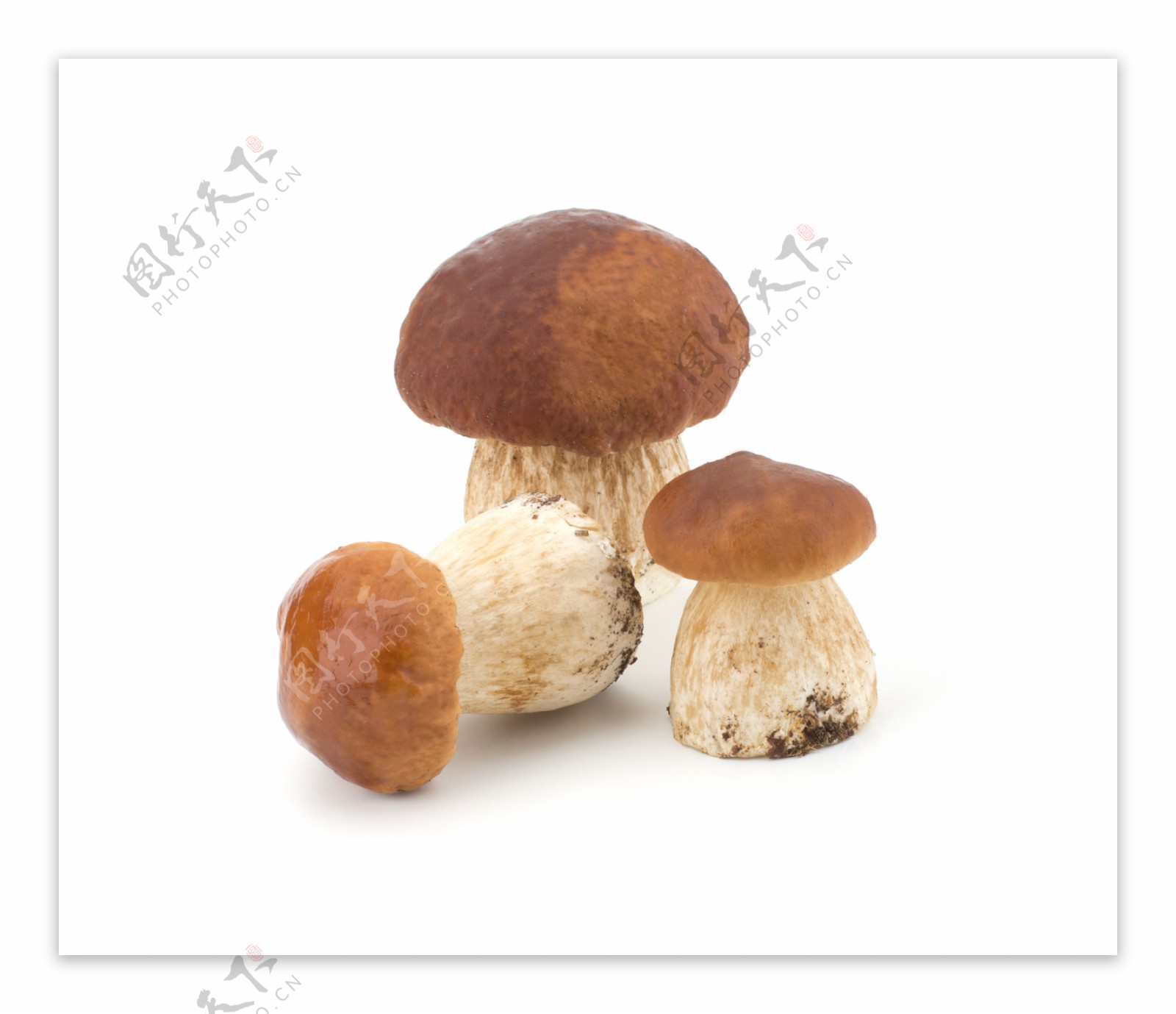 蘑菇摄影图片