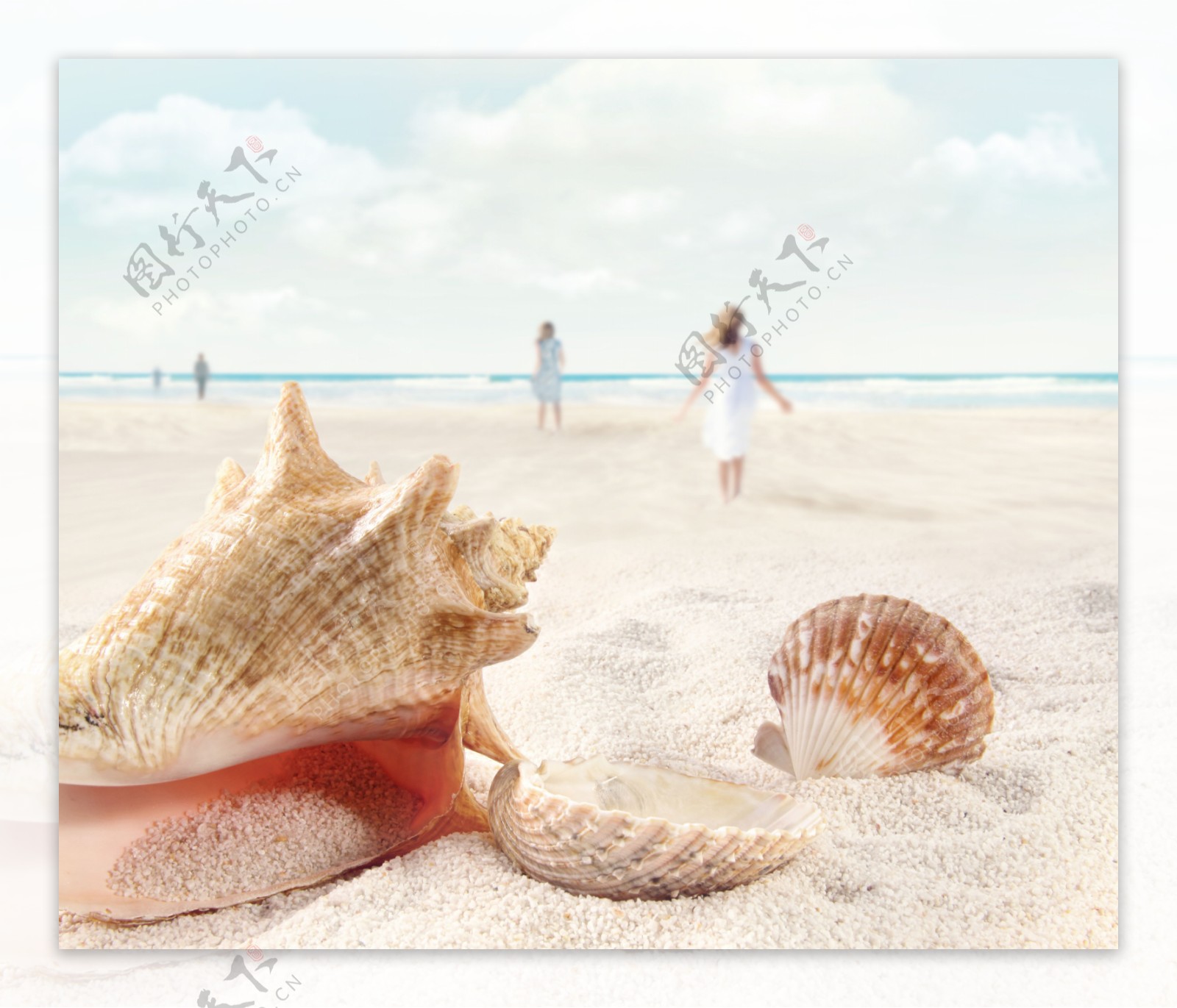 海螺贝壳沙滩风景图片