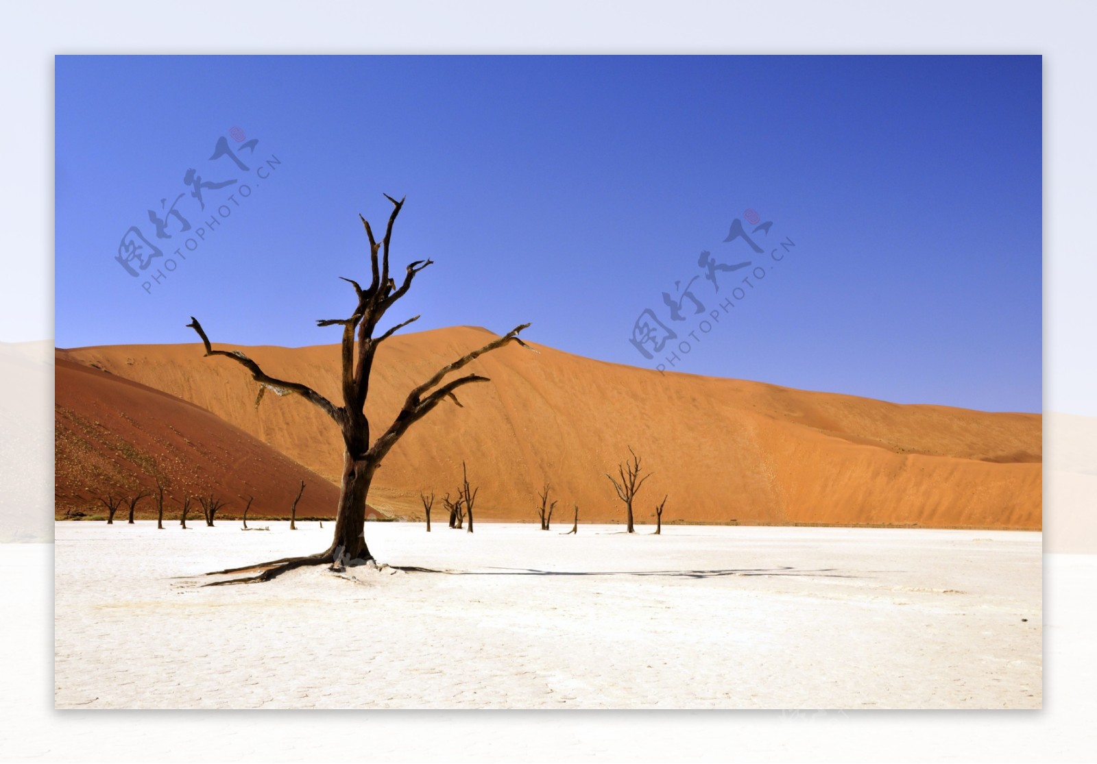荒凉沙漠枯树风景图片