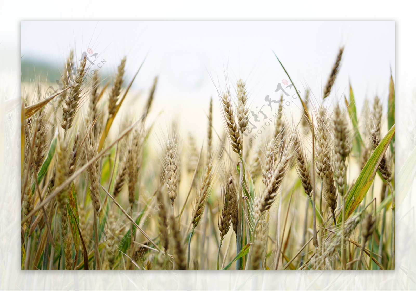 成熟小麦风景图片