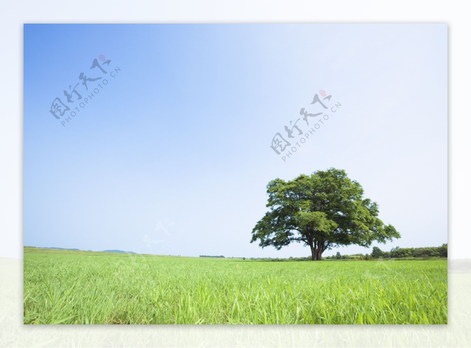 草地上的一棵独树高清图片