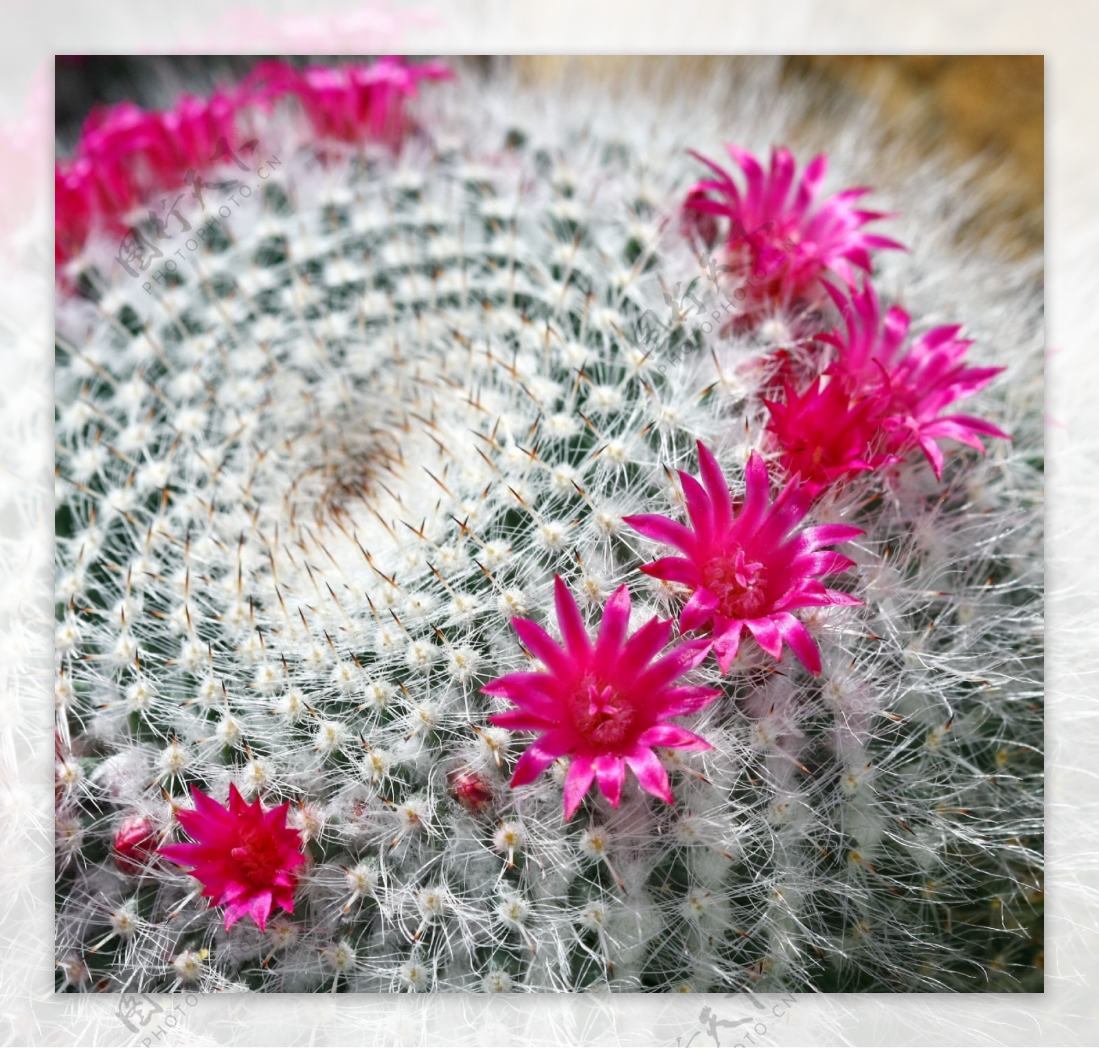 仙人掌鲜花