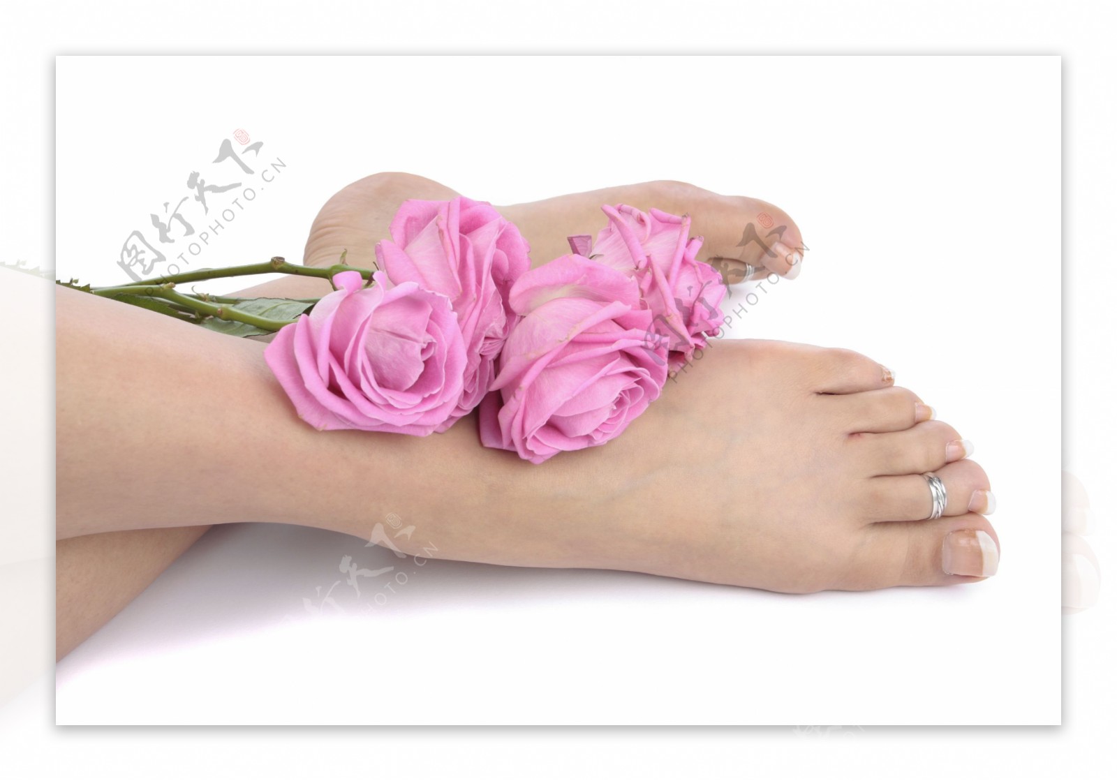女人腿与粉色玫瑰图片