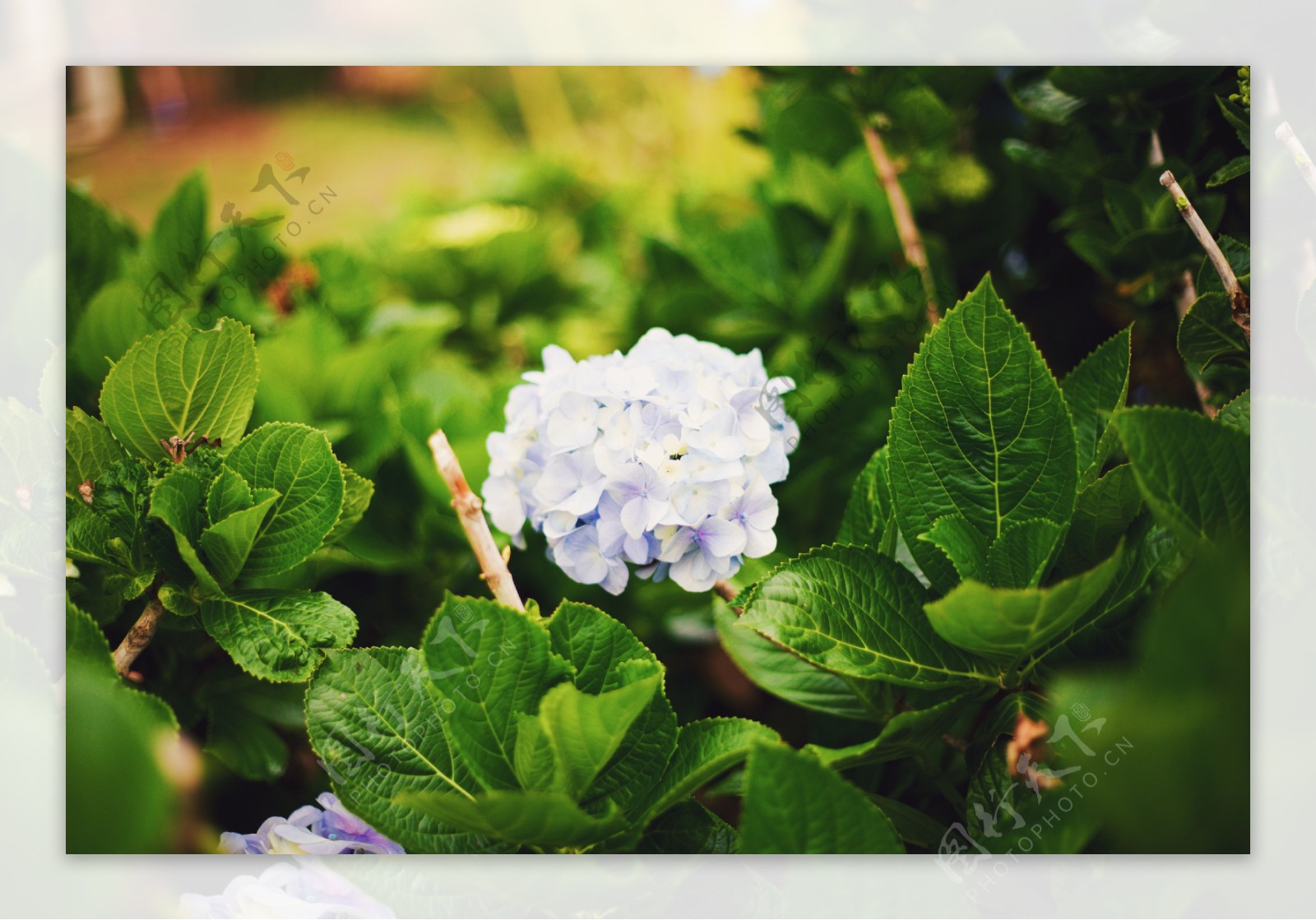 绿叶鲜花特写图片