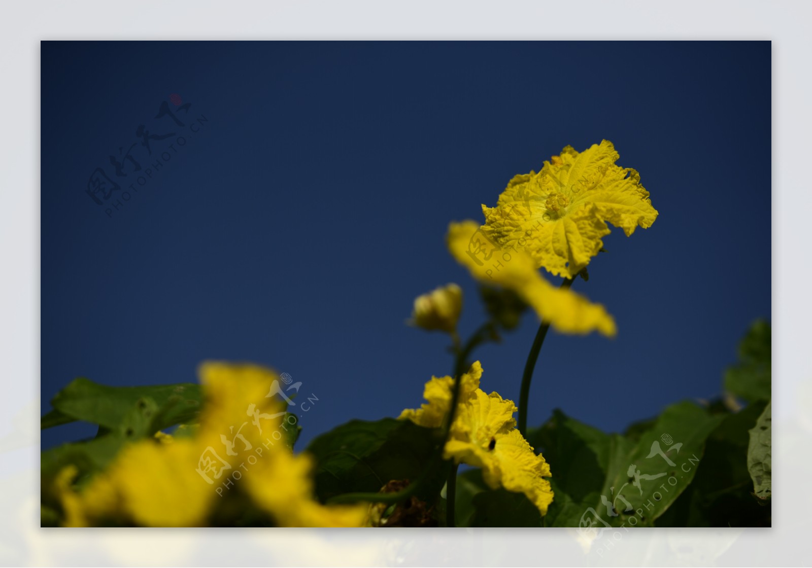 黄色丝瓜花图片