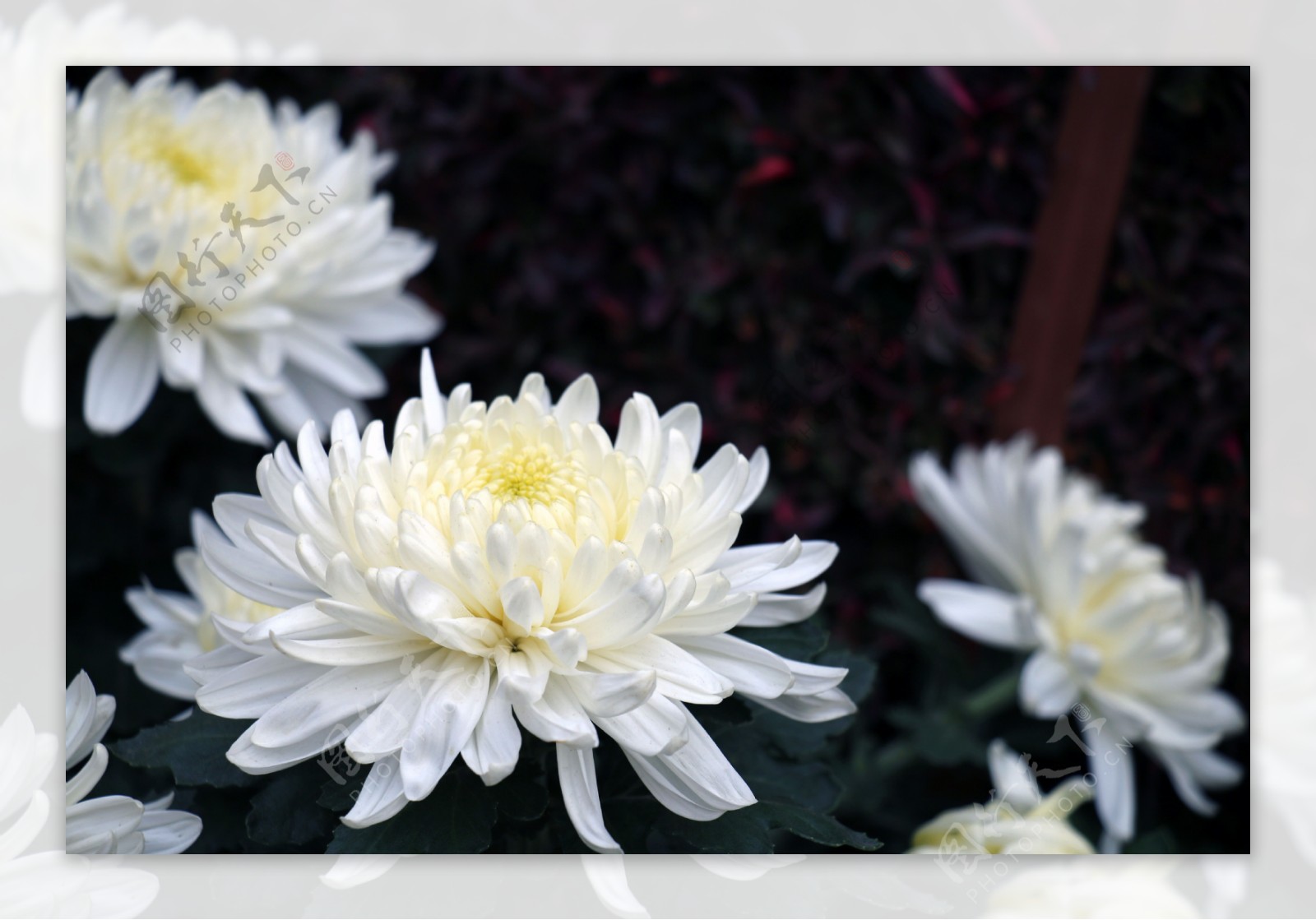 纯洁白菊花图片