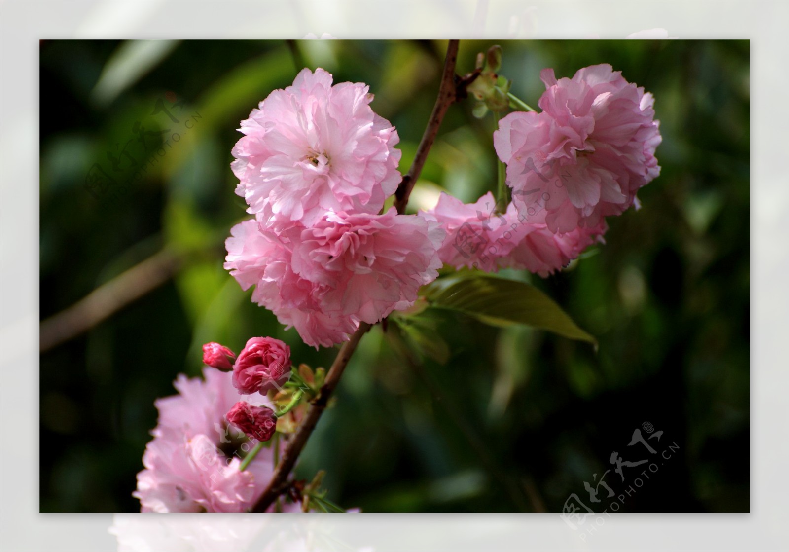 鲜艳粉色樱花图片