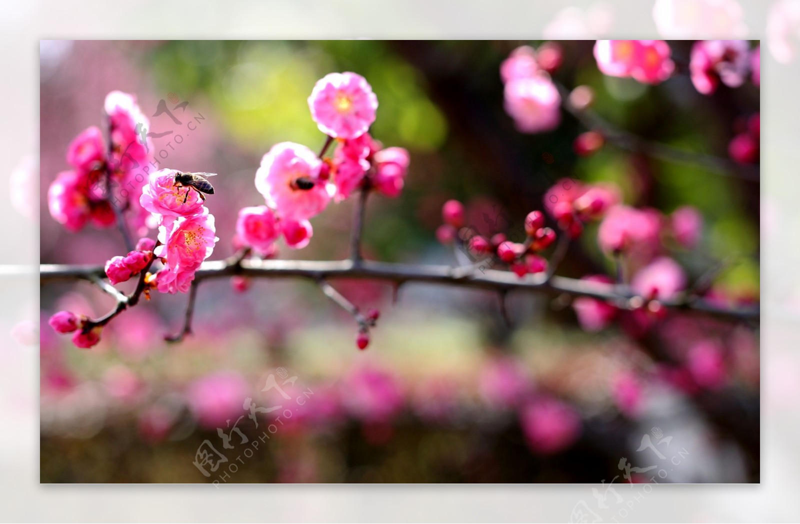 鲜艳粉色梅花图片