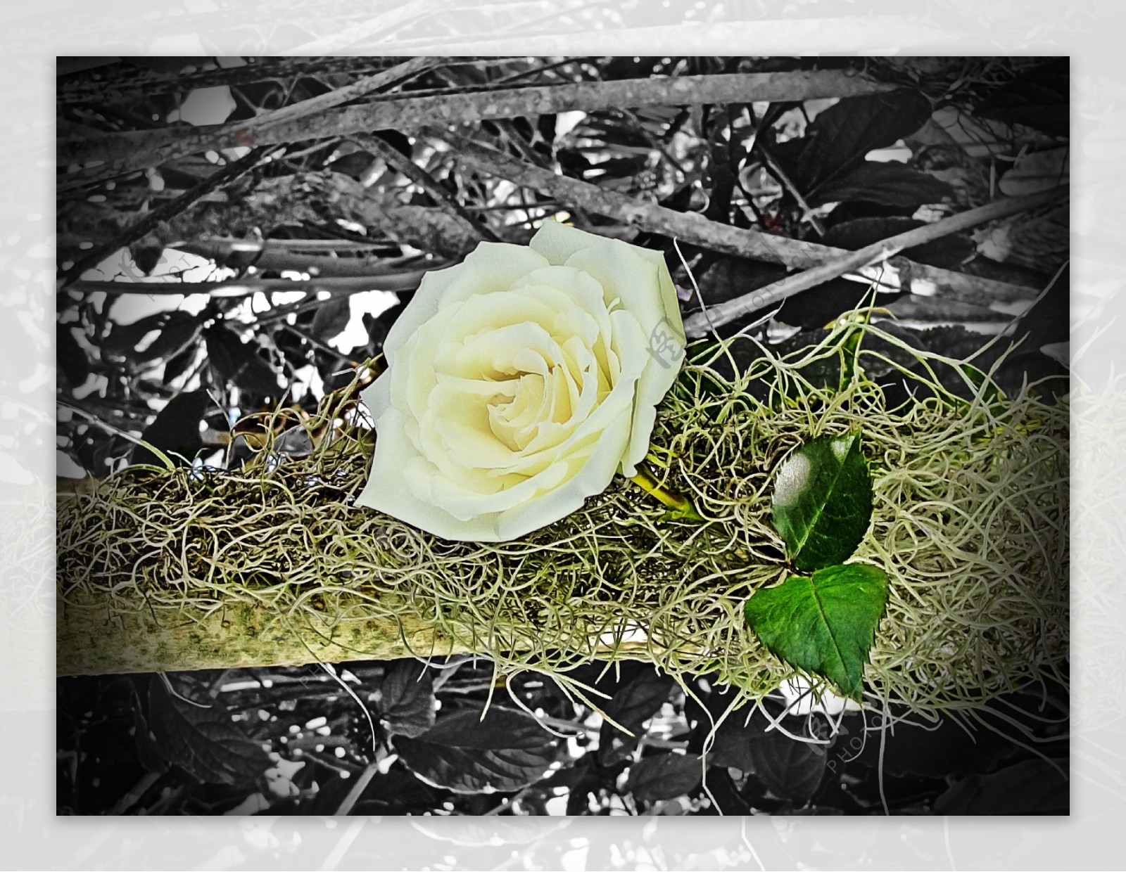 唯美白玫瑰花图片