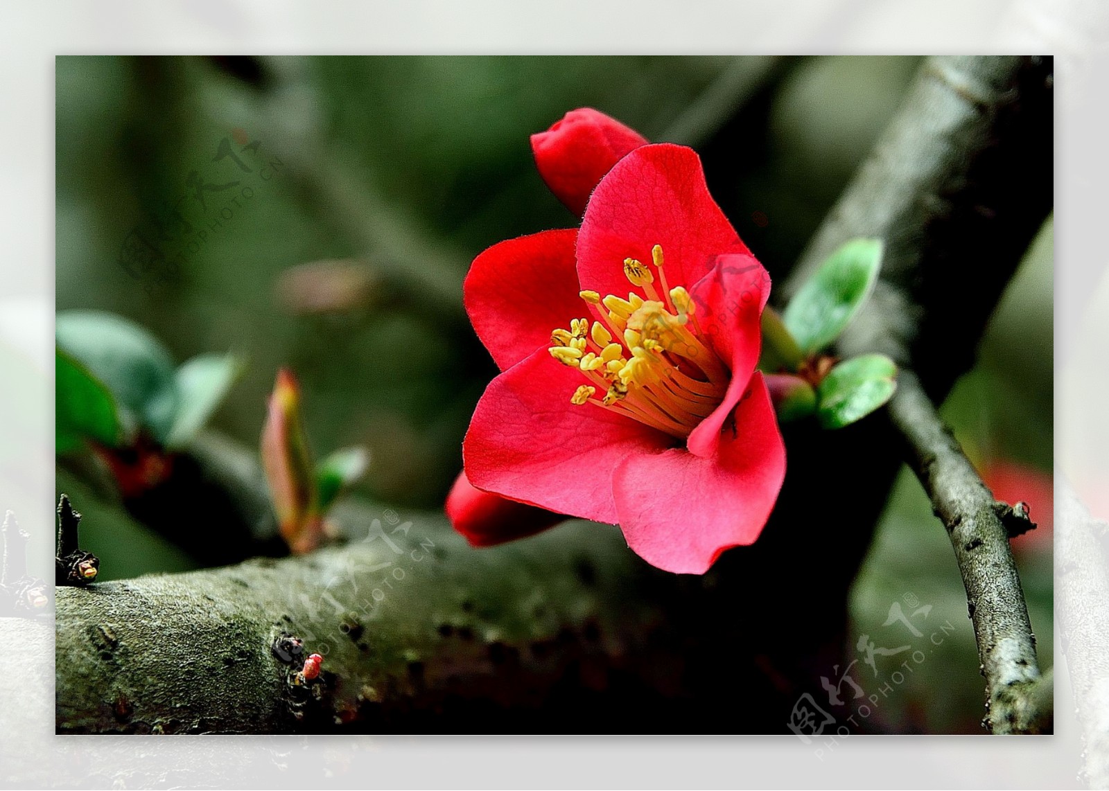 鲜艳红色海棠花图片