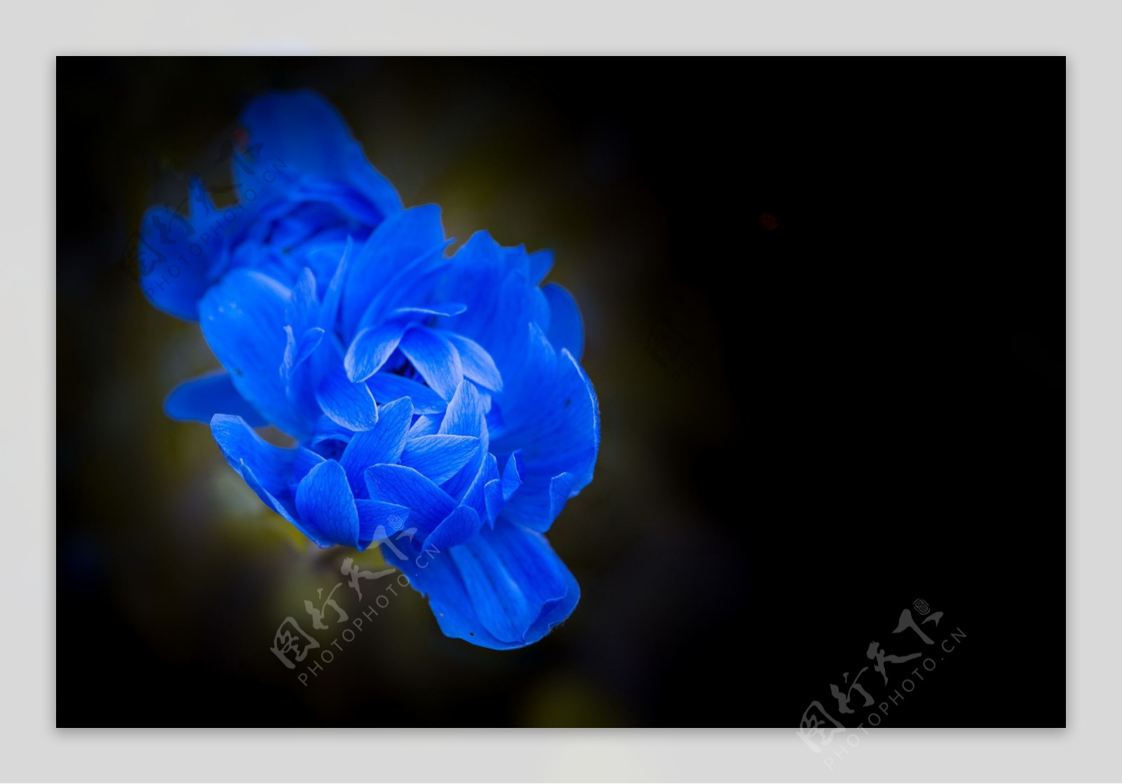 唯美蓝色花朵图片