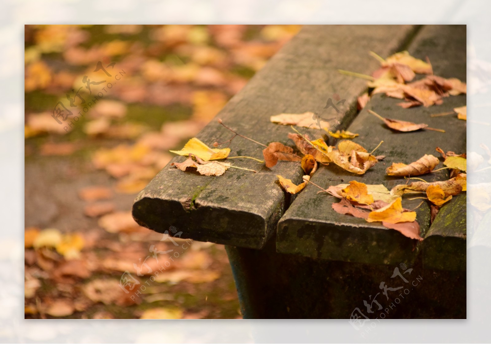 秋天凋落的树叶图片