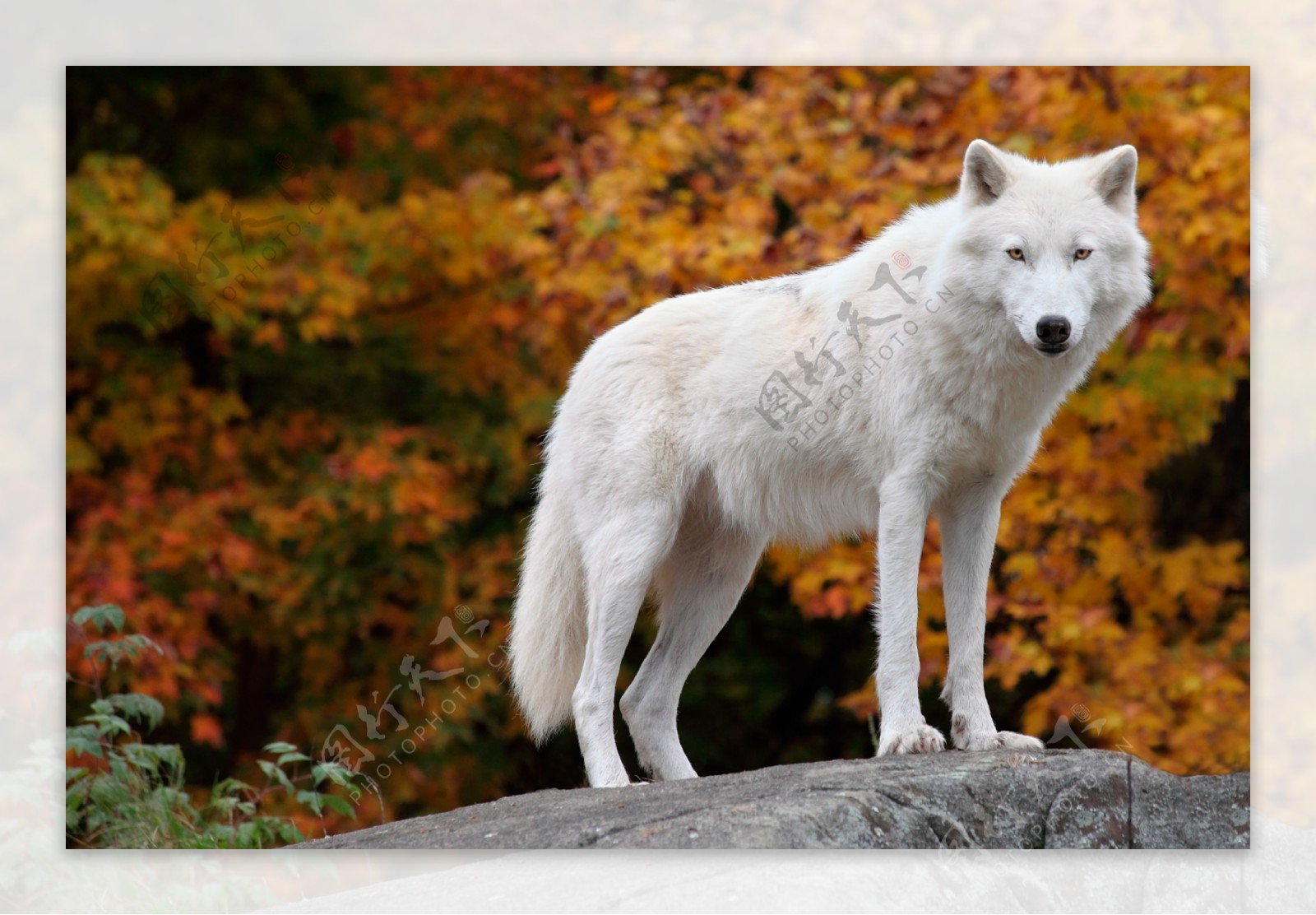 站在岩石上的白狼高清摄影图片