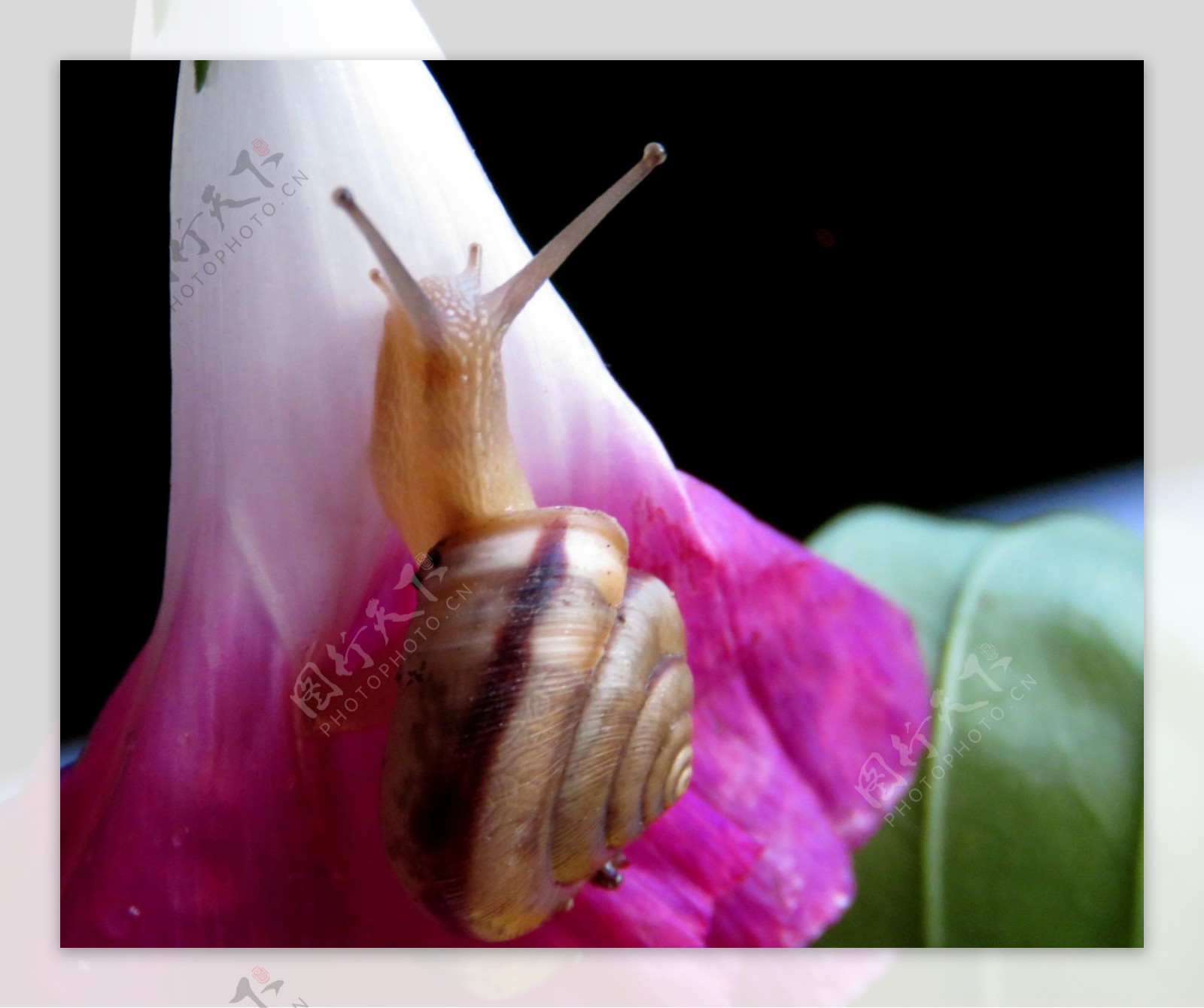 唯美花朵上蜗牛图片