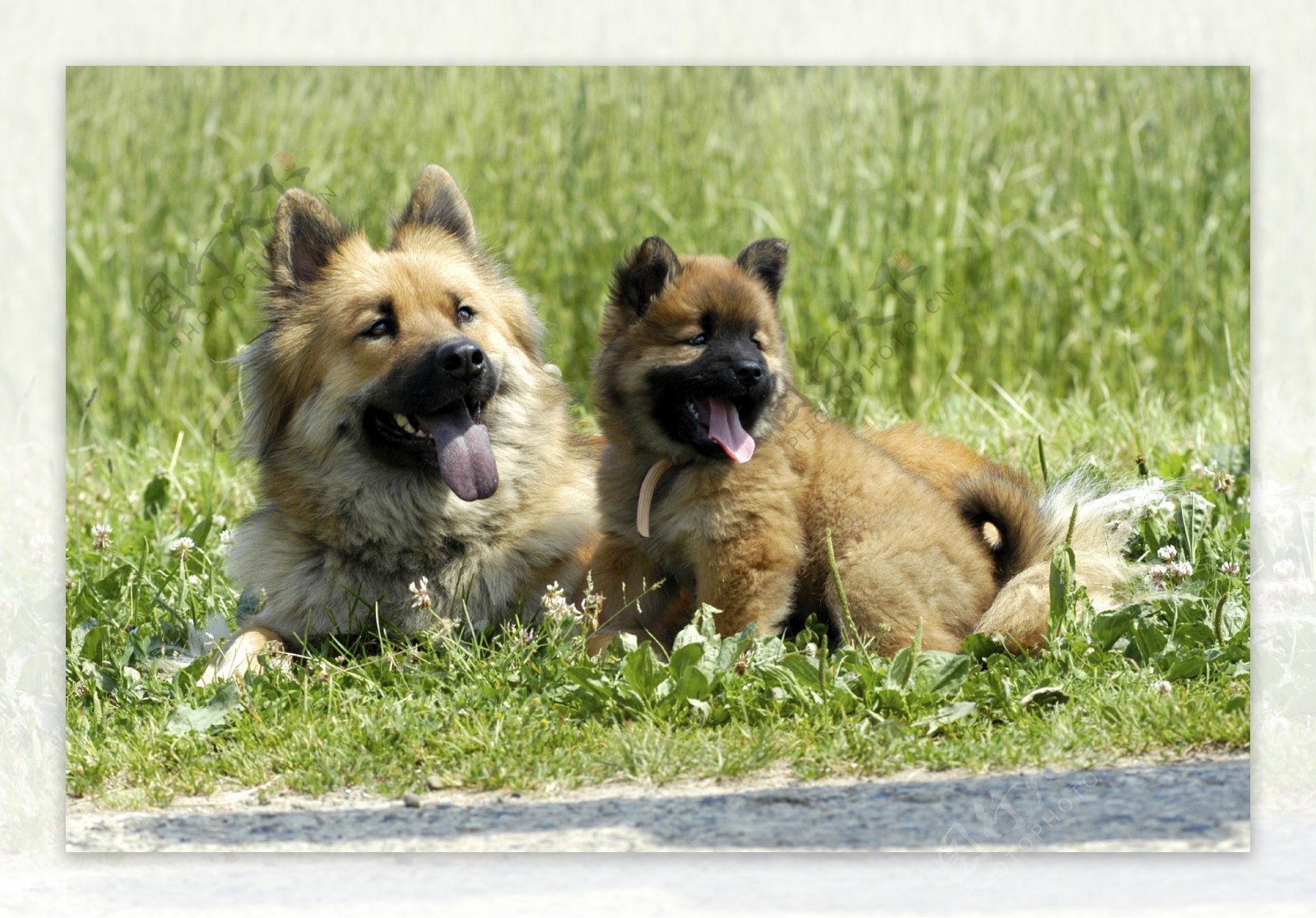 伸出舌头的狗狗图片素材_免费下载_jpg图片格式_高清图片100229180_摄图网