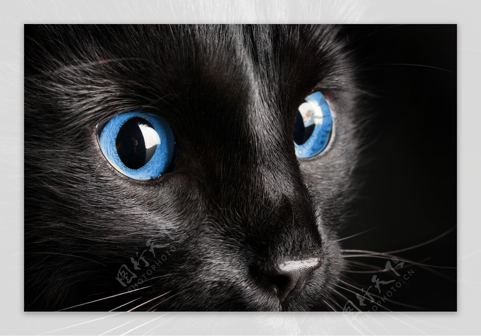 猫咪蓝色双眼