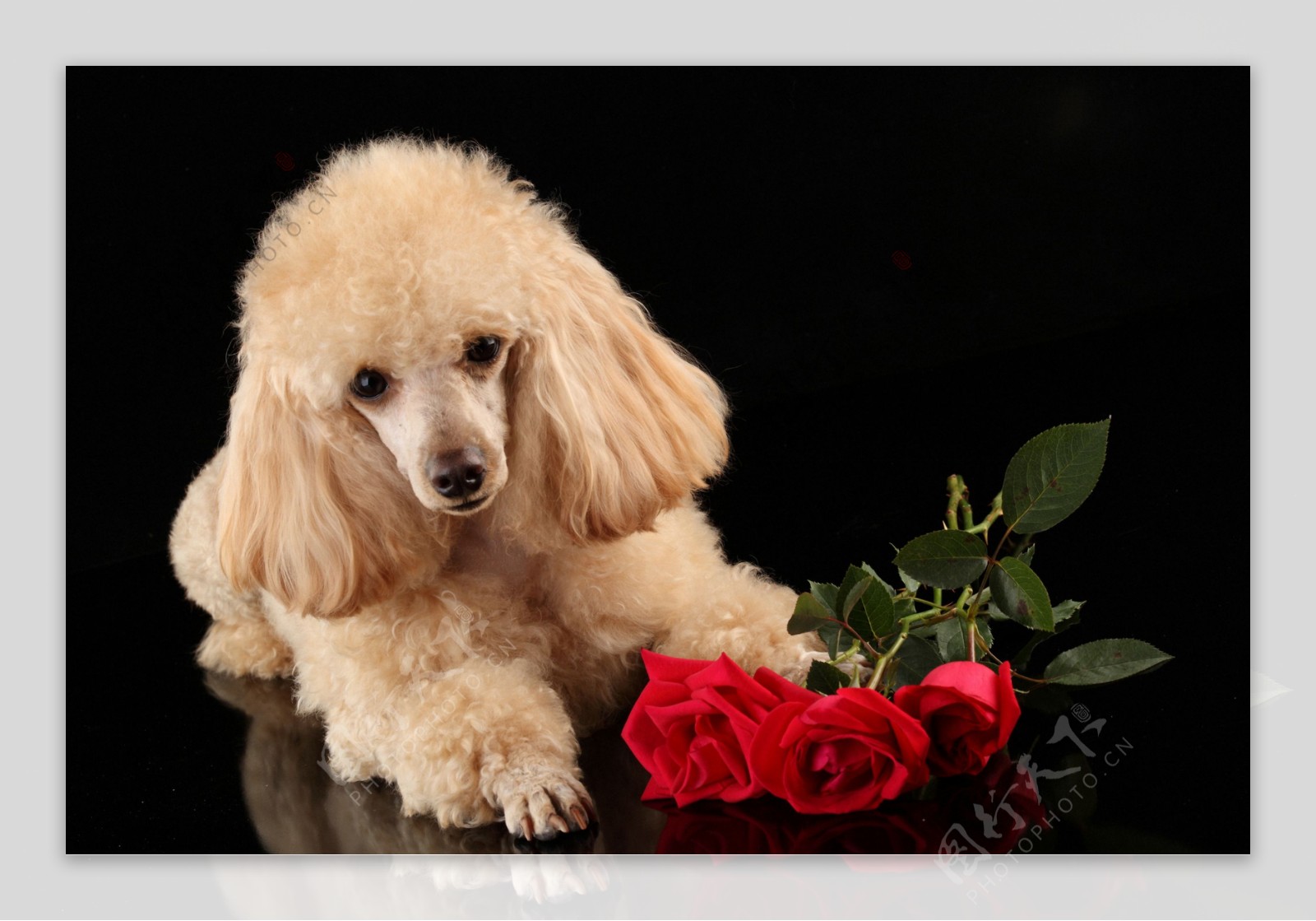 红色玫瑰花和狗