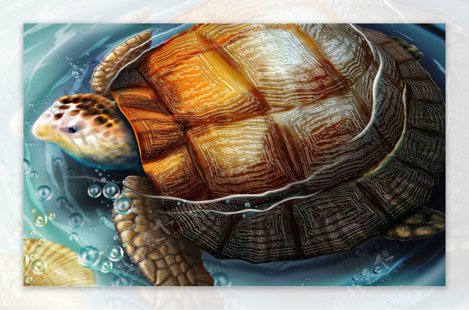 海龟手绘动物画01海
