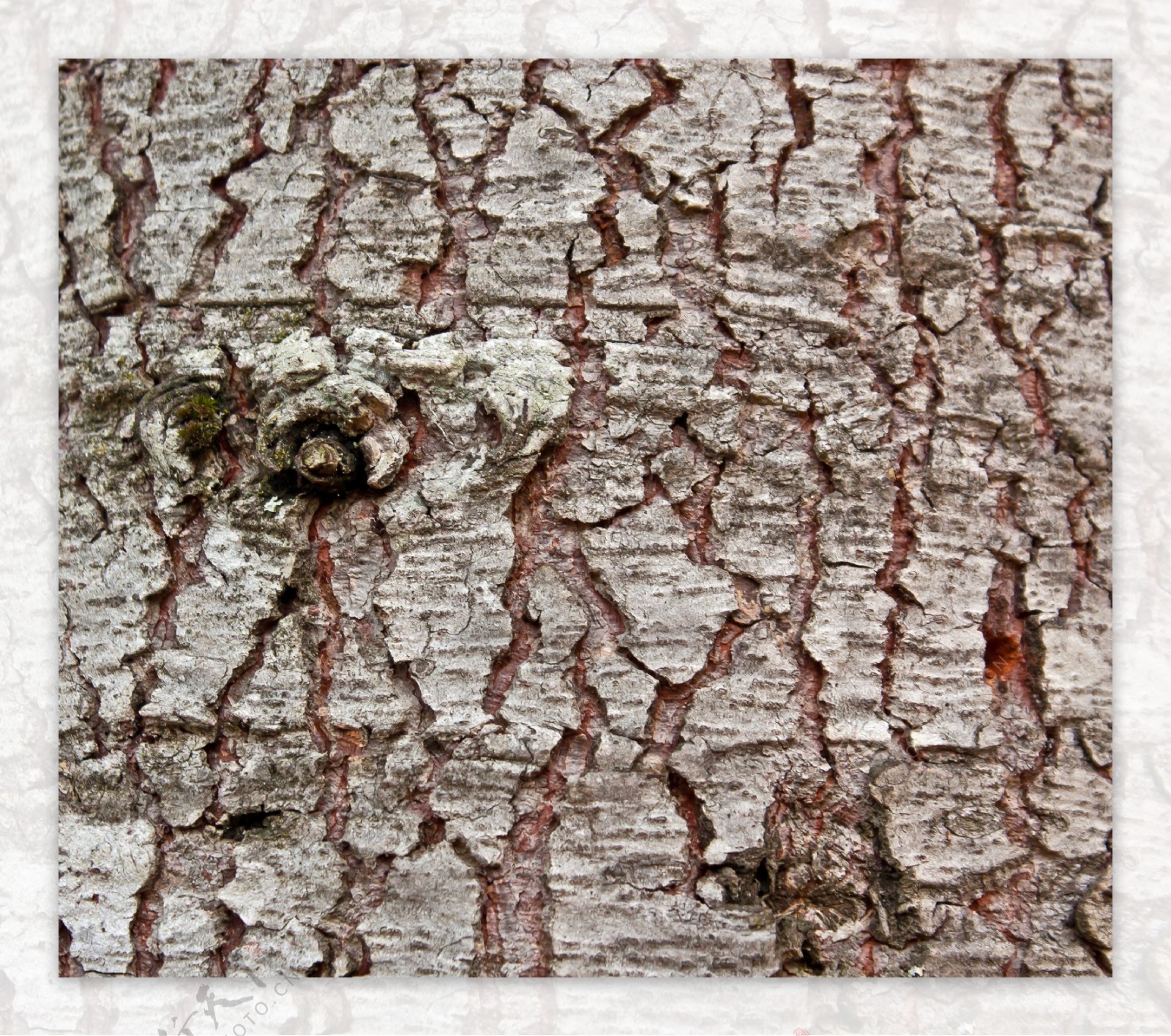 木材的树皮