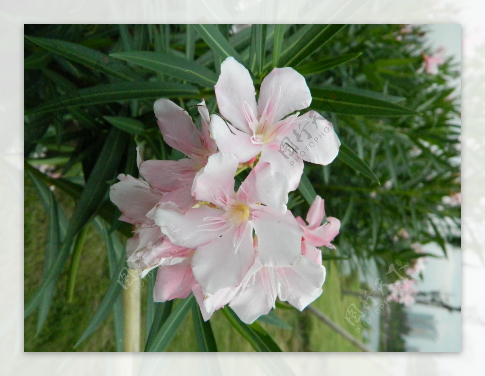 粉白色花丛