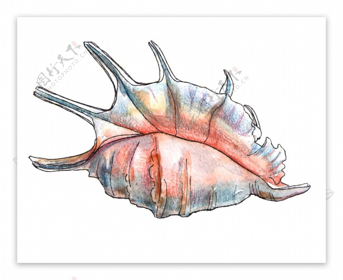 手绘海螺
