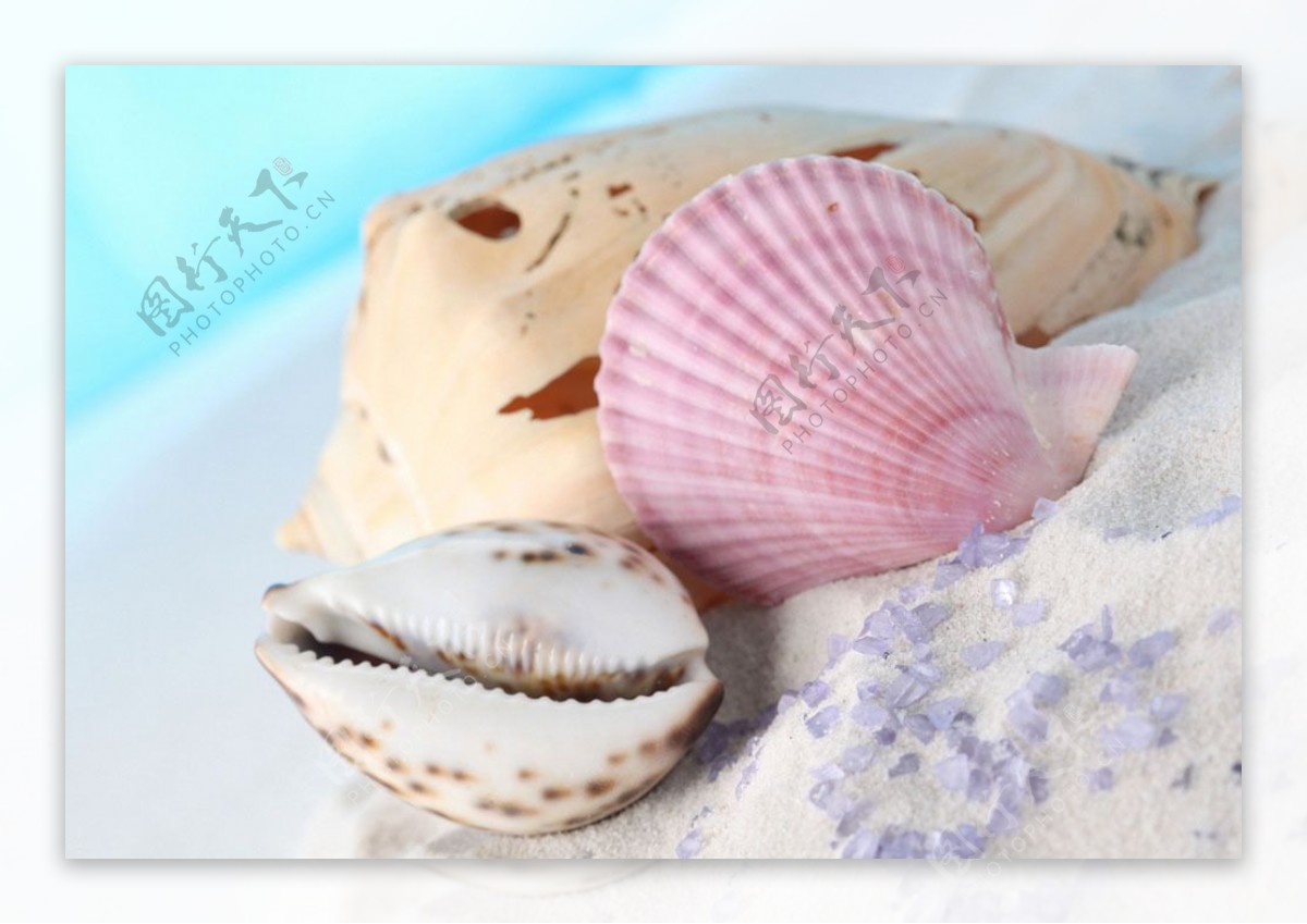 粉色的贝壳图片
