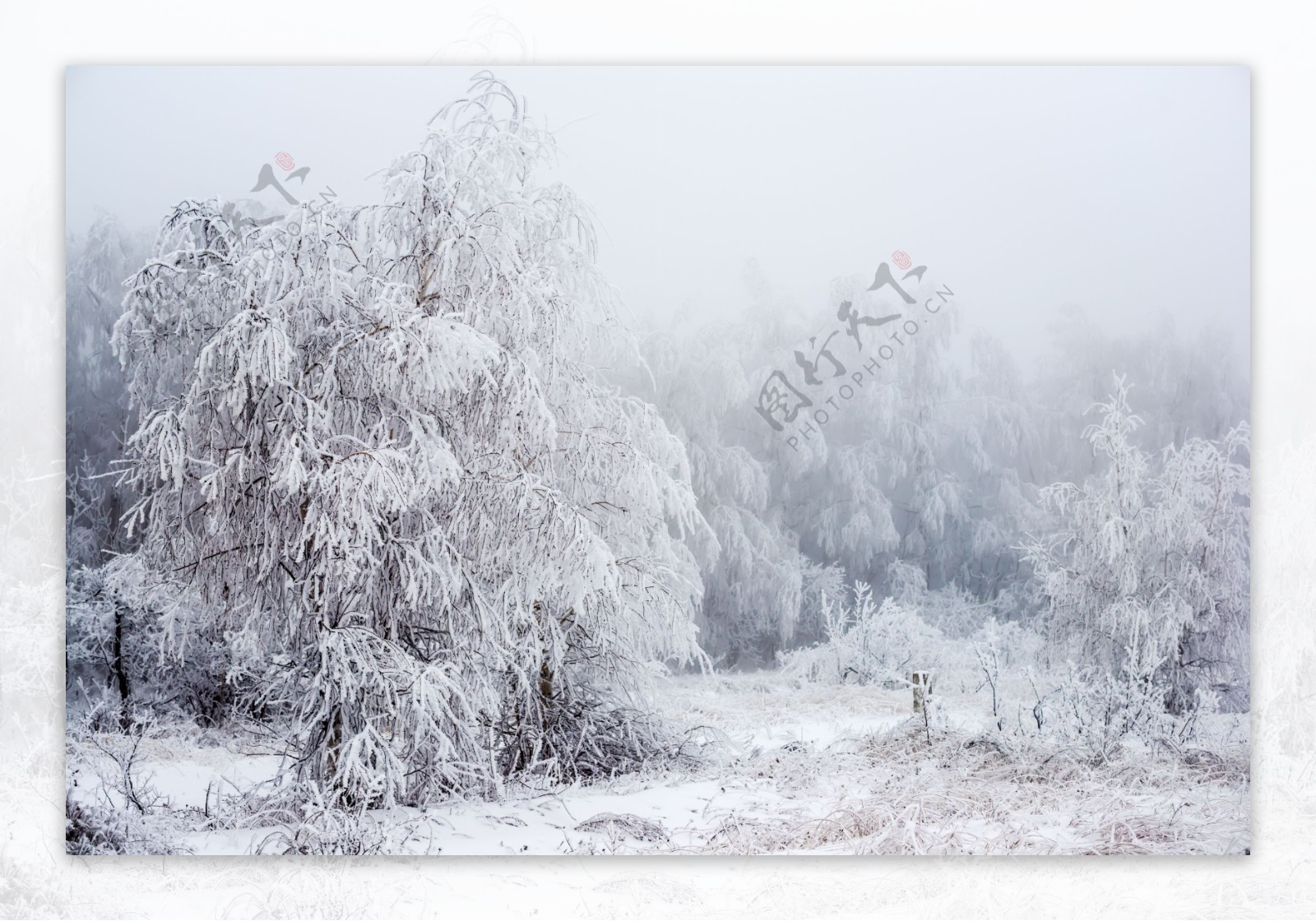 冬天雪地树林图片