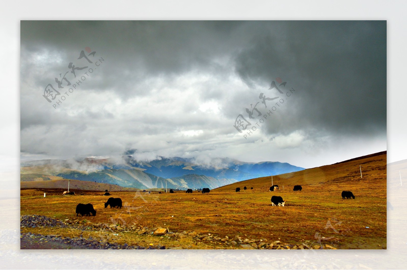 美丽的冬季草原风景图片