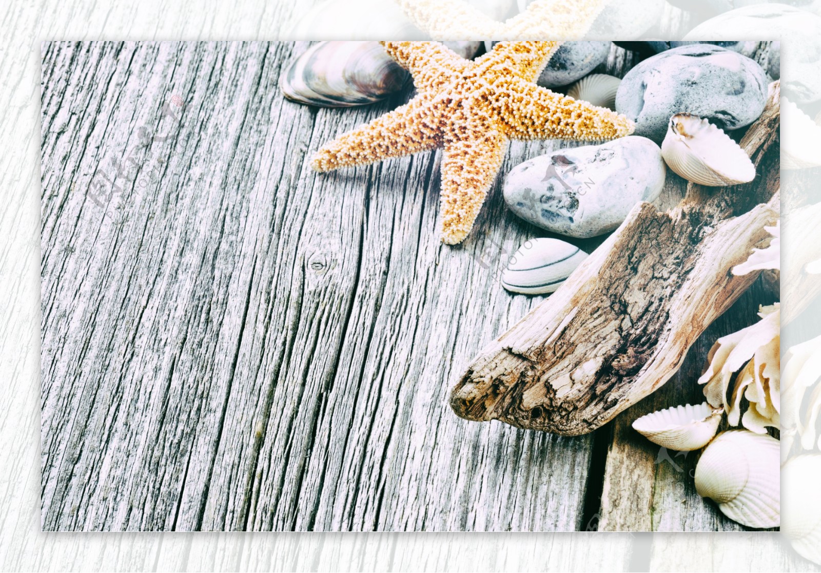 木板上的海星与贝壳
