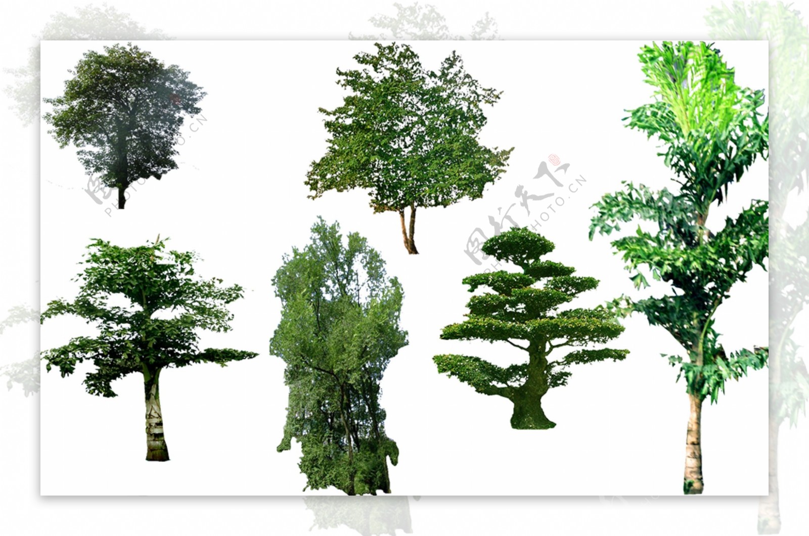 园林绿化植物树木PSD素材