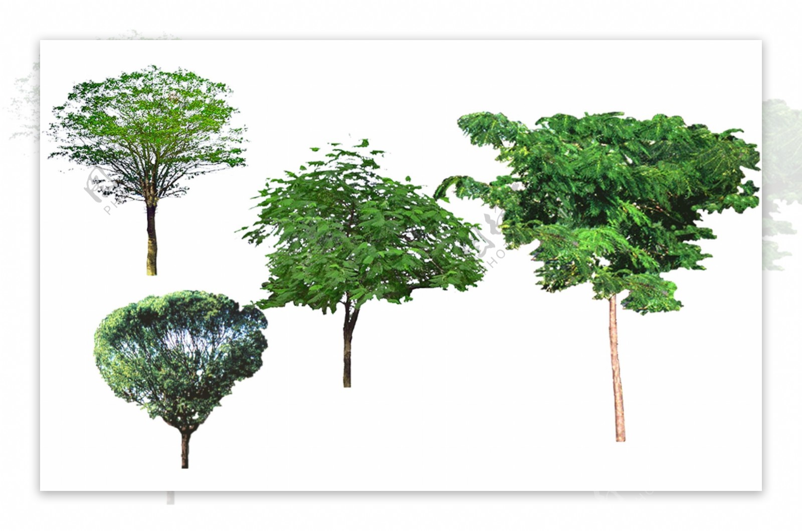 3D室外效果图环境素材绿植树木单株