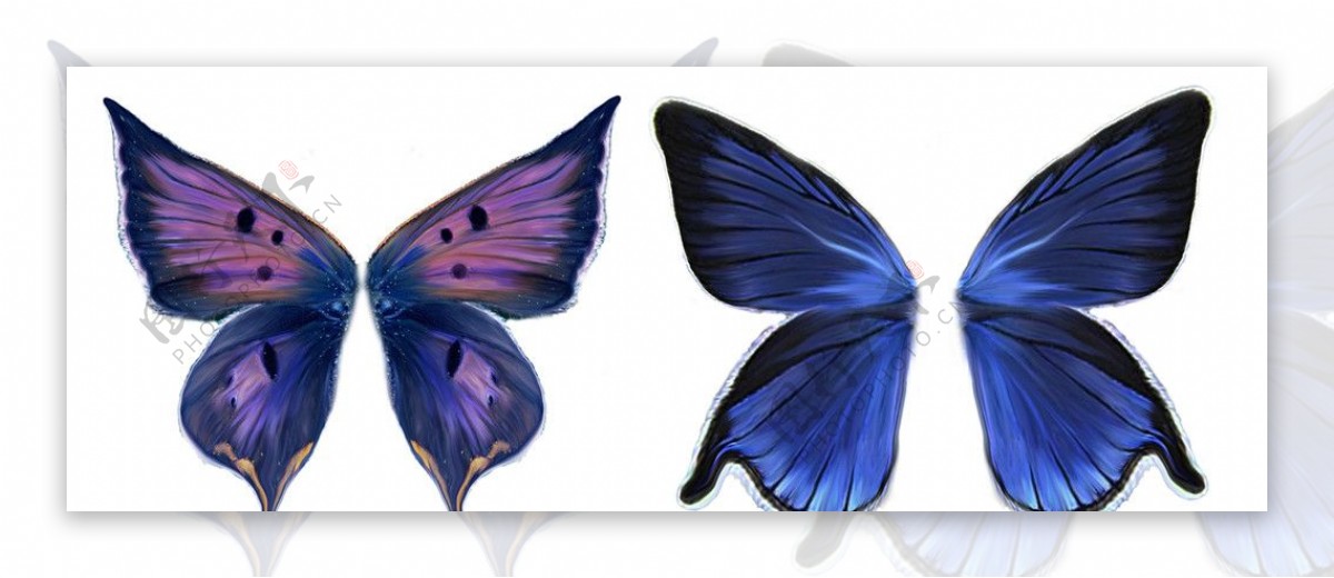 精美蓝色蝴蝶翅膀分层素材