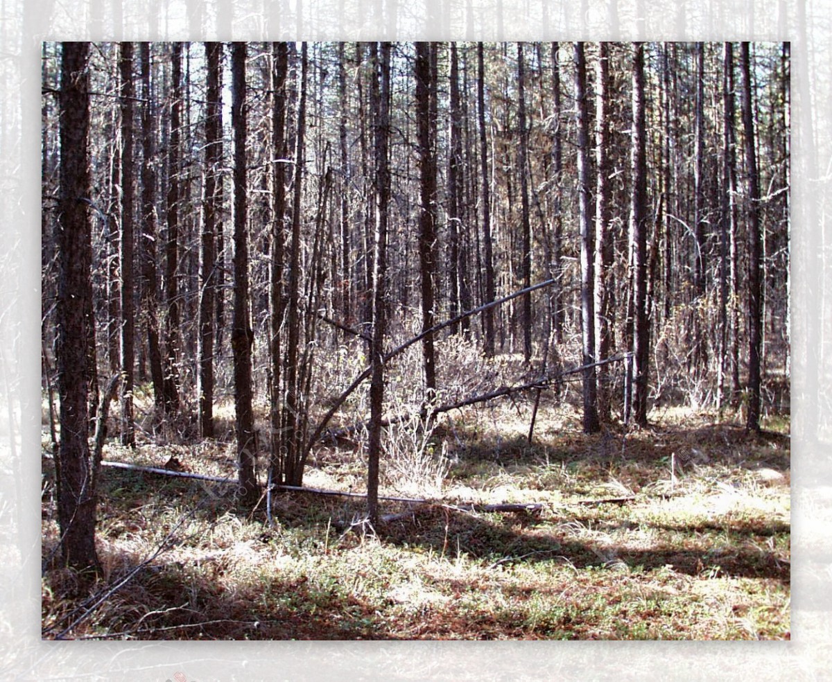 山区草木自然风景贴图素材JPG0222