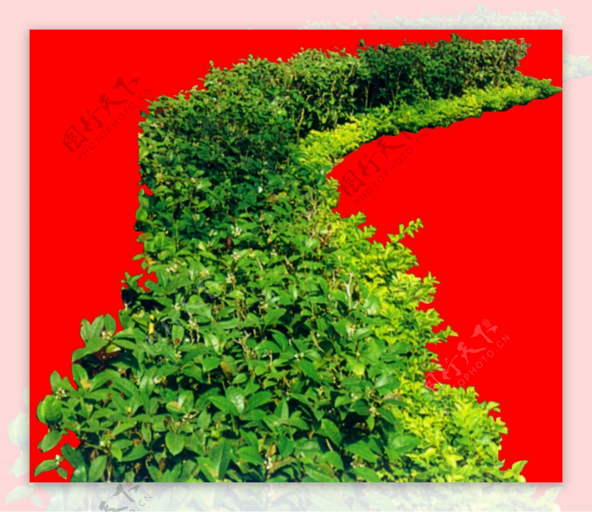 灌木植物贴图素材建筑装饰JPG1914