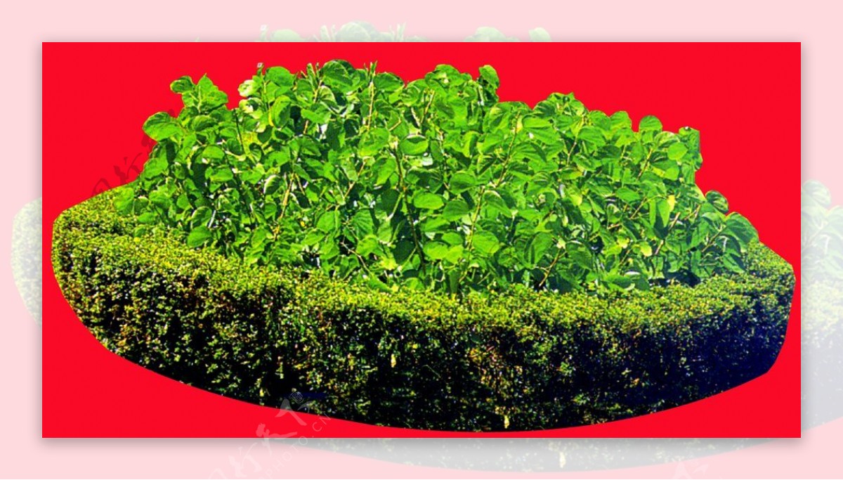 灌木植物贴图素材建筑装饰JPG2043