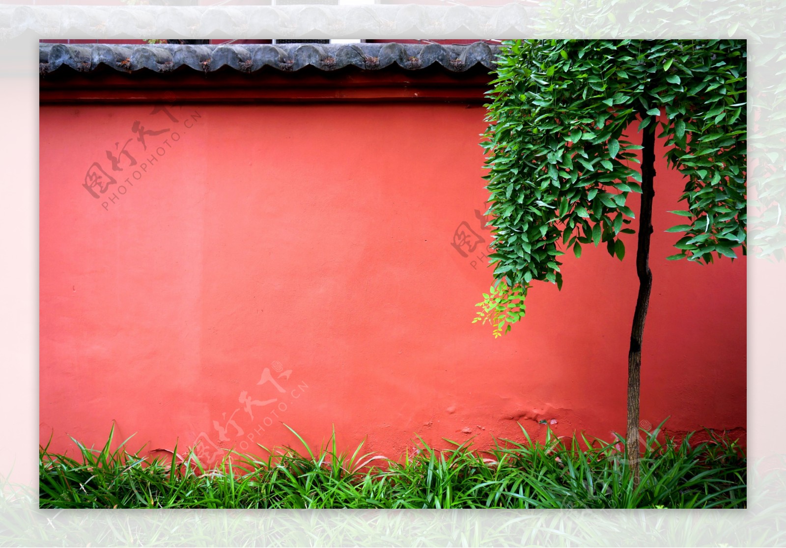 红墙砖瓦树图片