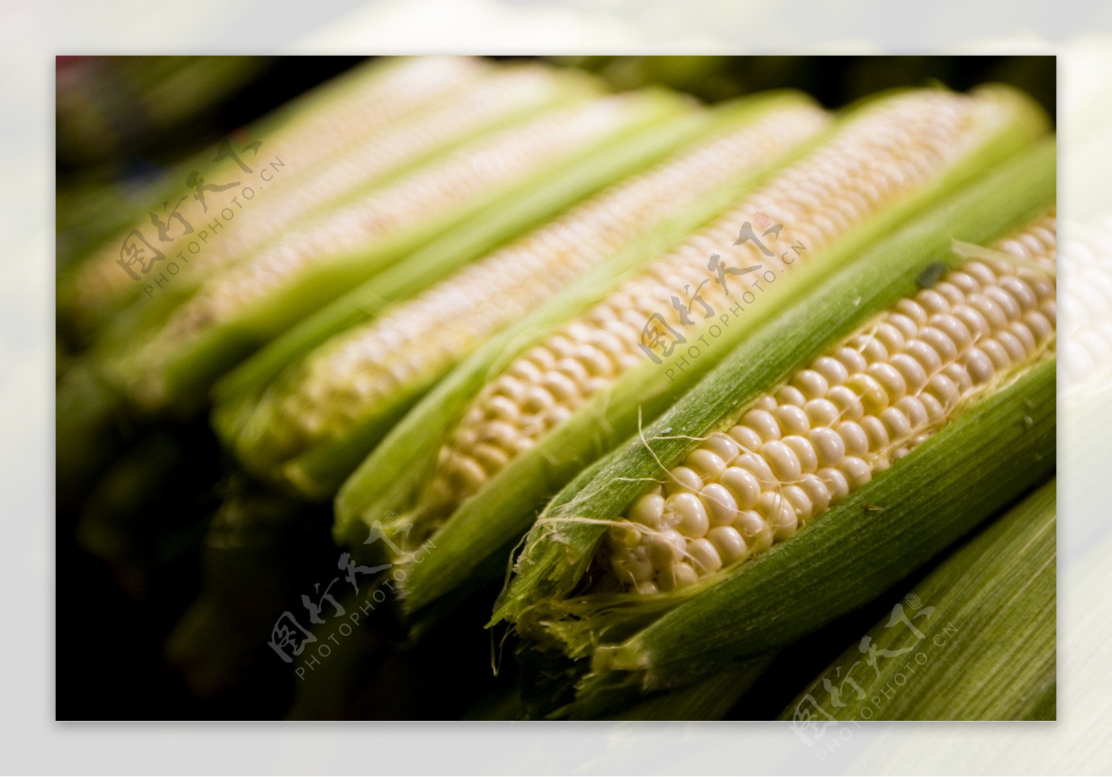 排放整齐的玉米棒图片