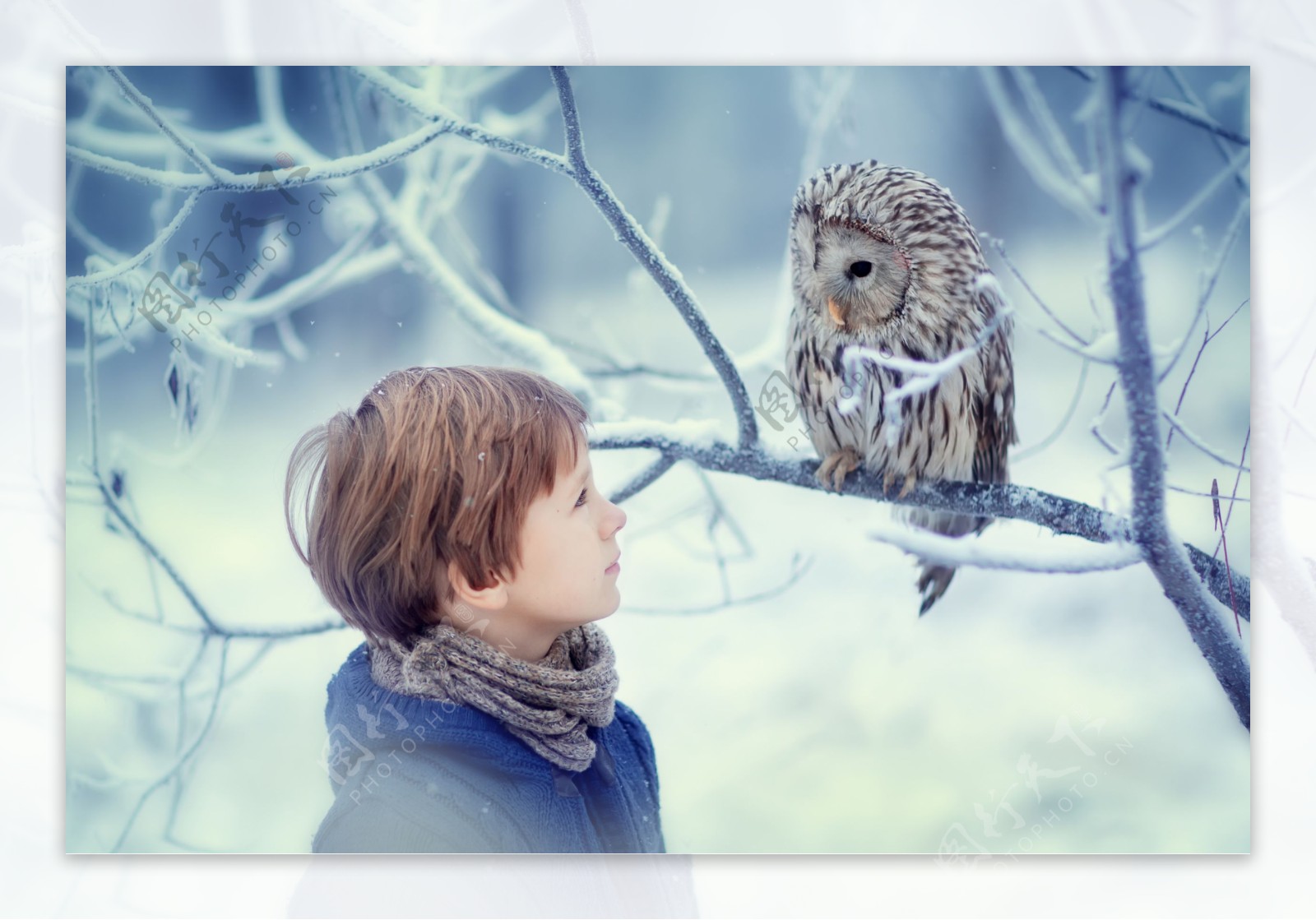 冬天看猫头鹰的小男孩图片