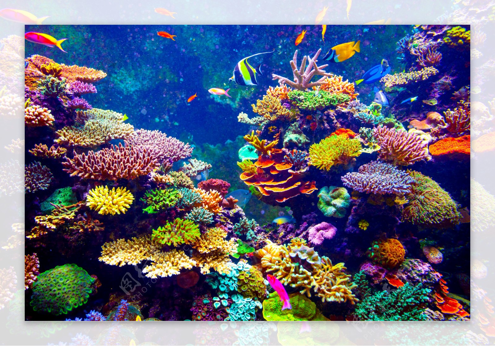 七彩瑚珊和游鱼图片