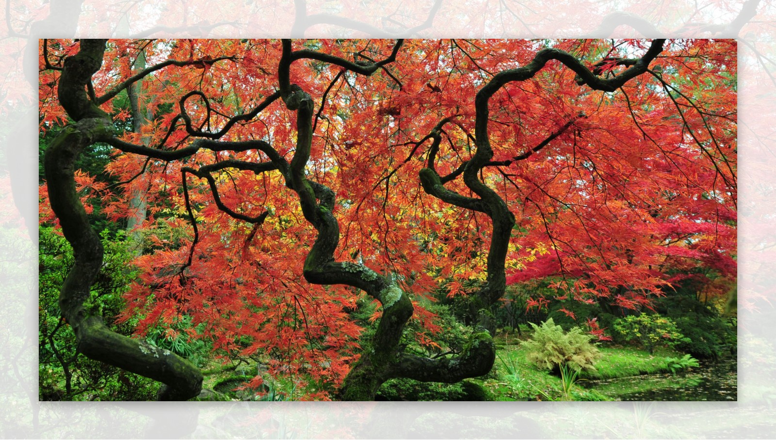 日本枫树风景摄影图片