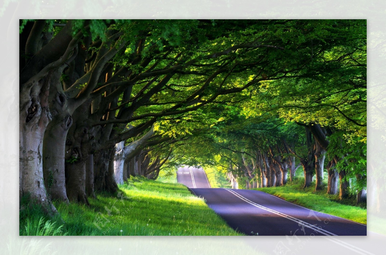 美丽的树林道路景色高清图片图片-图行天下素材网