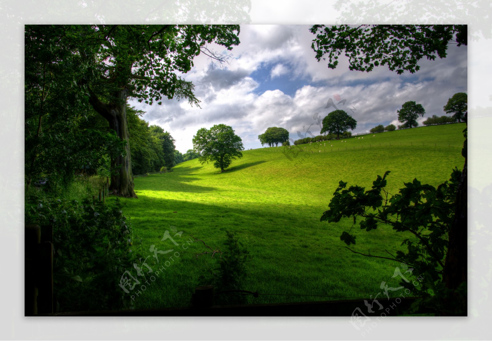 绿色牧场草地风景图片