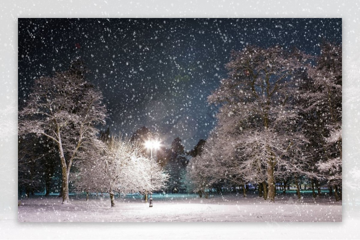 傍晚雪景树林图片