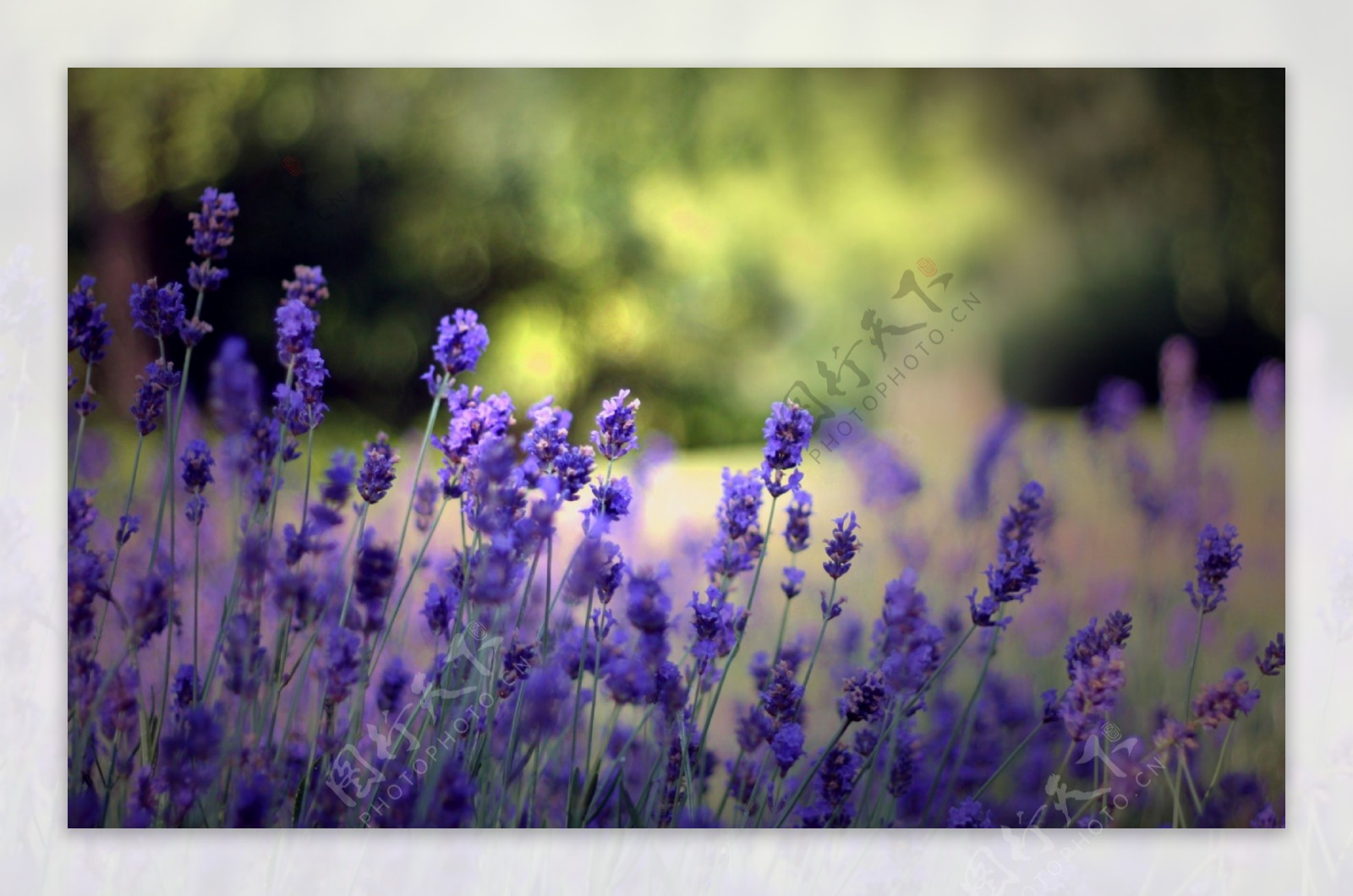 梦幻的紫色花朵