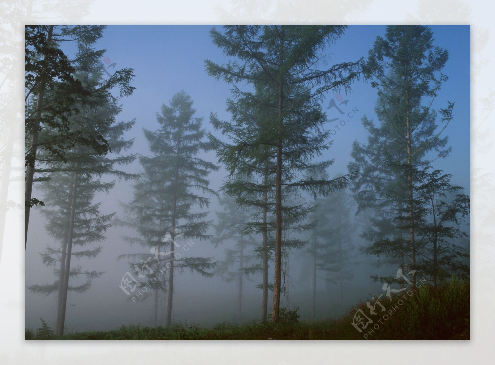 大雾笼罩的树林