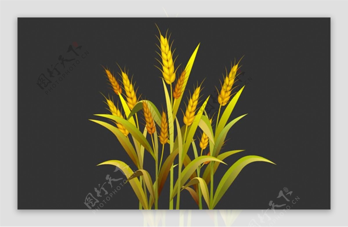 金黄色燕麦植物flash动画