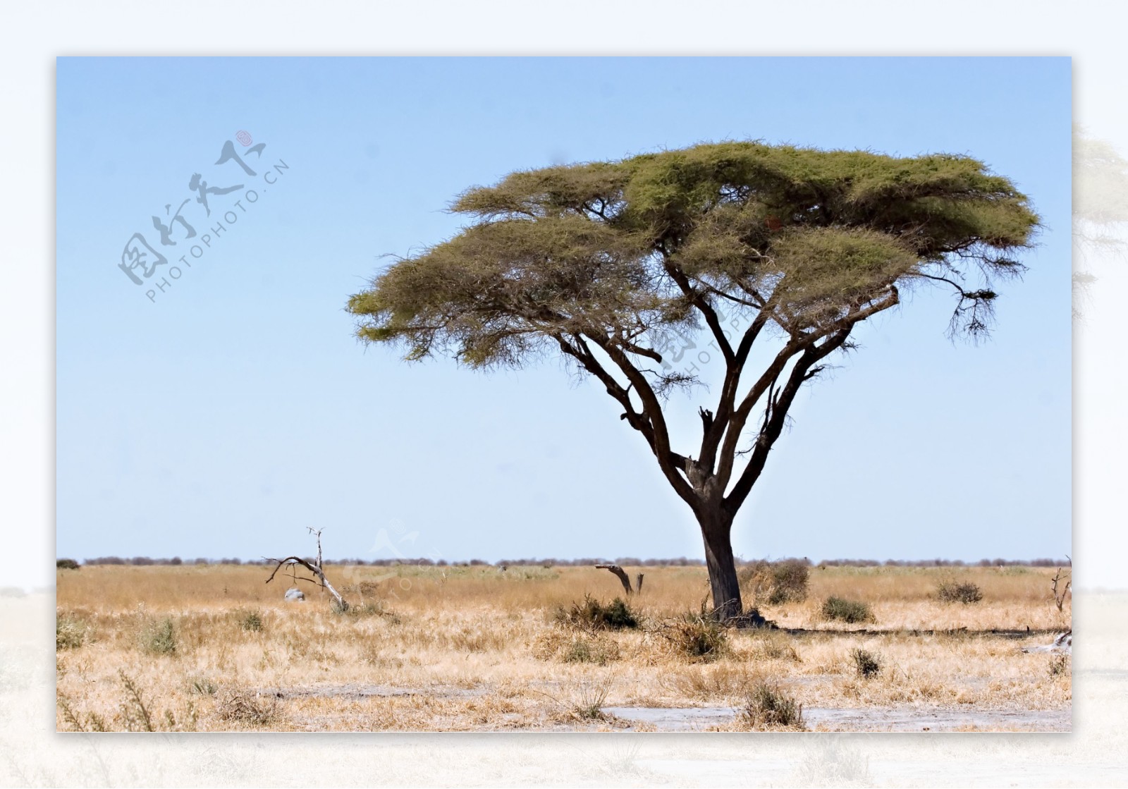 非洲草原上的树木