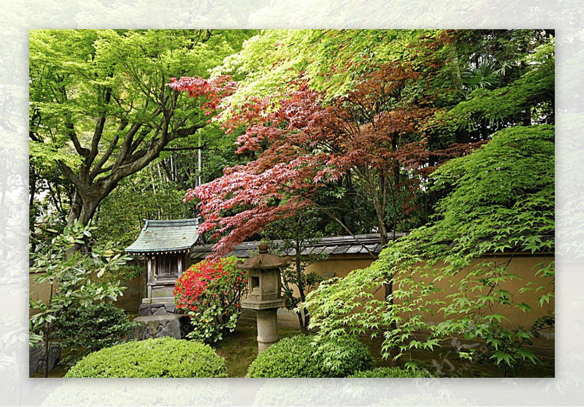 美丽日本树木风景