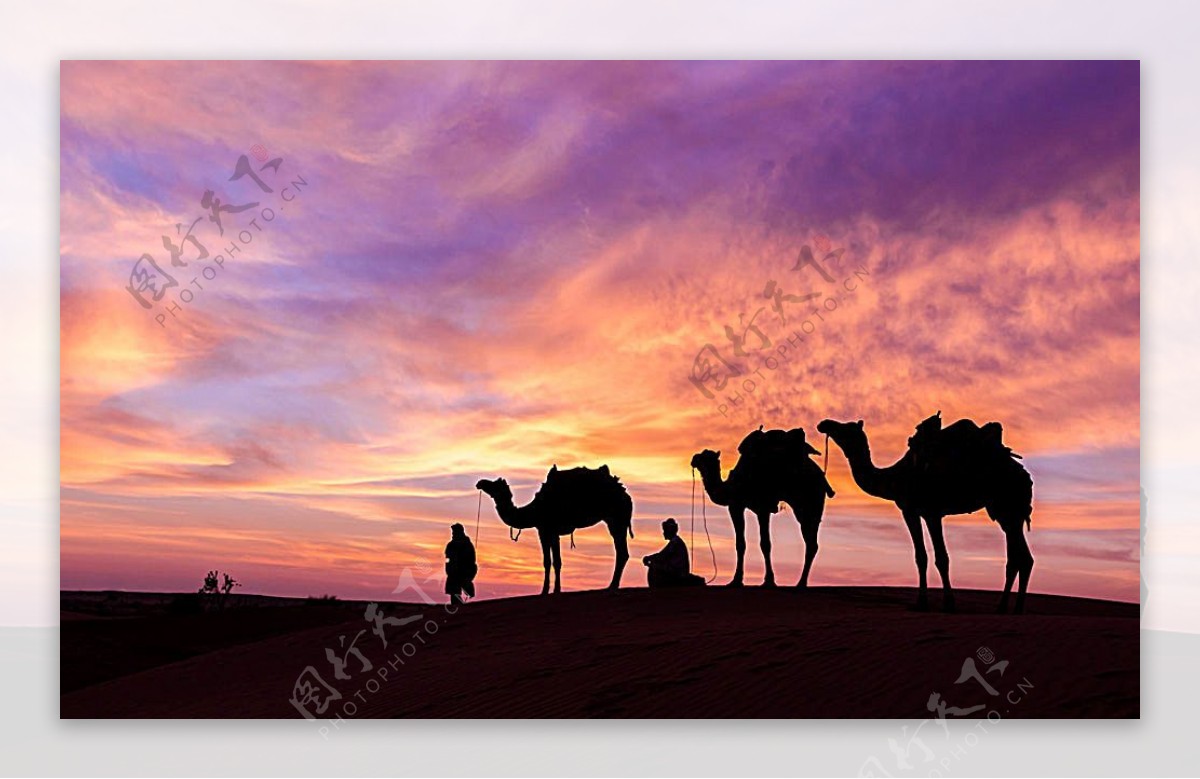 霞光骆驼沙漠